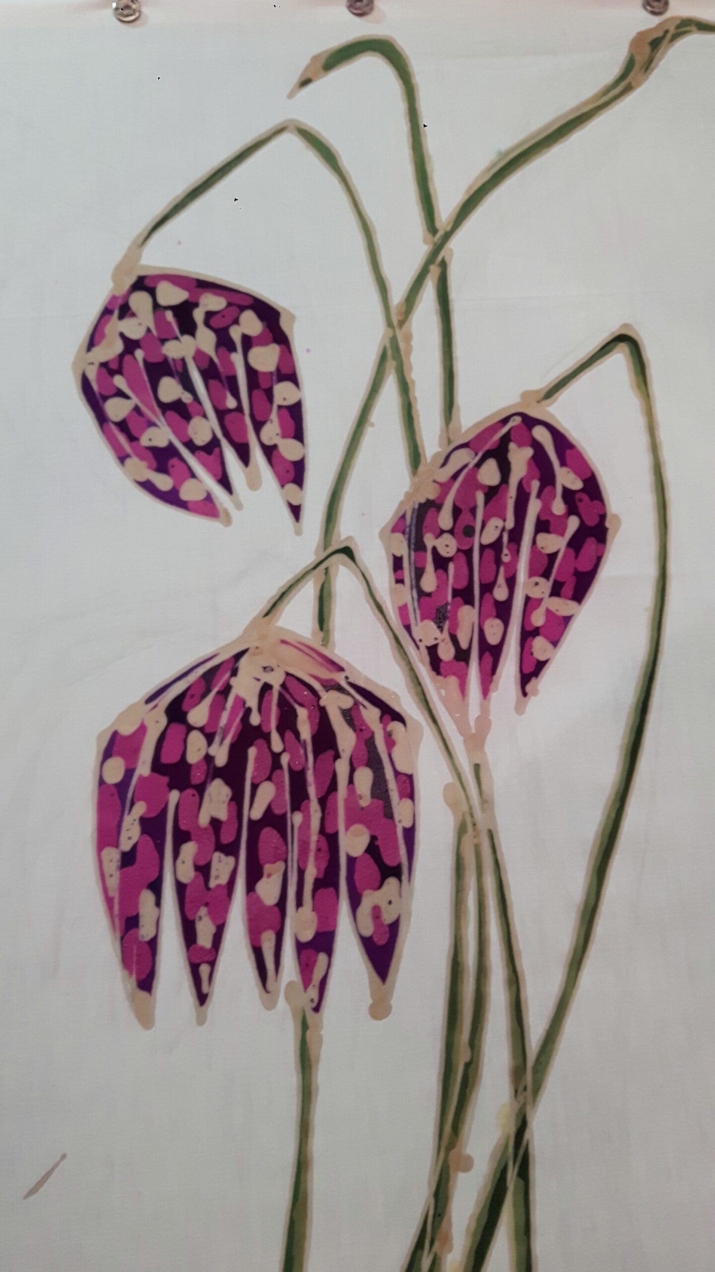 Fritillaria